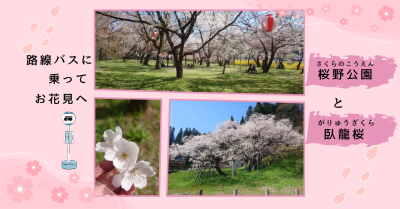 路線バスで行く飛騨高山の桜めぐり・桜野公園と臥龍桜