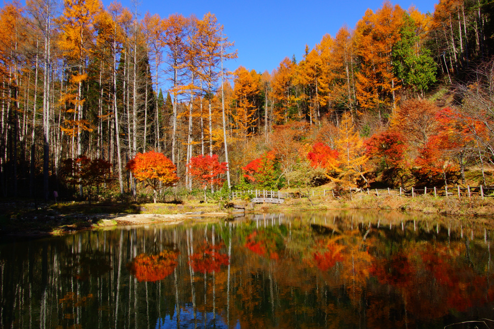 令和6年紅葉情報