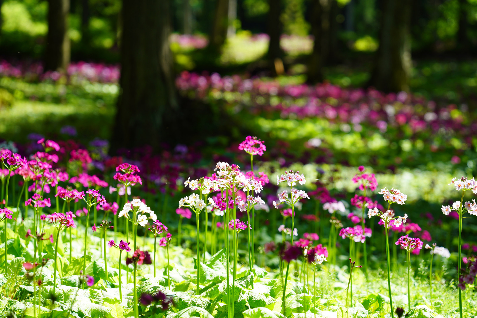 飛騨高山の里山を彩る花々の開花情報