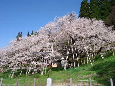 国の天然記念物　臥龍桜（がりゅうざくら）