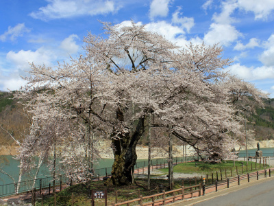 令和5年 荘川桜開花情報