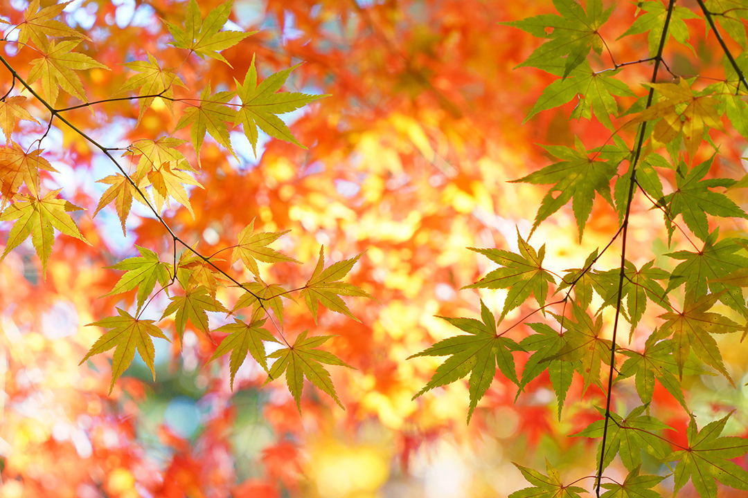 飛騨高山の紅葉スポットまとめ