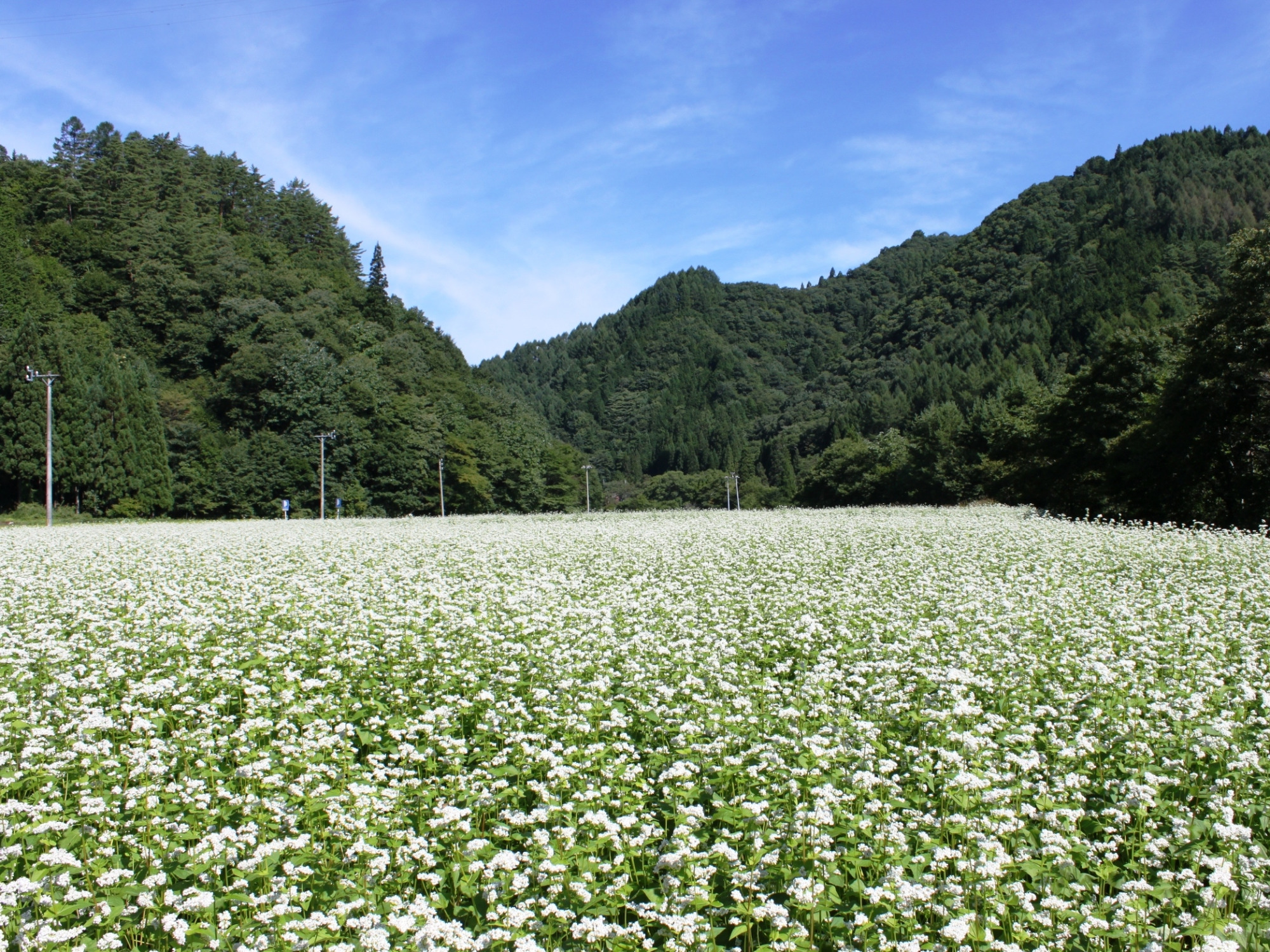 令和6年 「飛騨荘川新そば」いよいよ10月12日解禁！