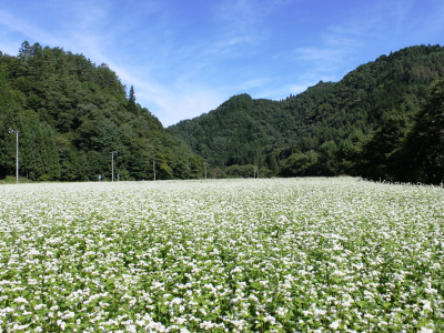 令和6年 「飛騨荘川新そば」いよいよ10月12日解禁！