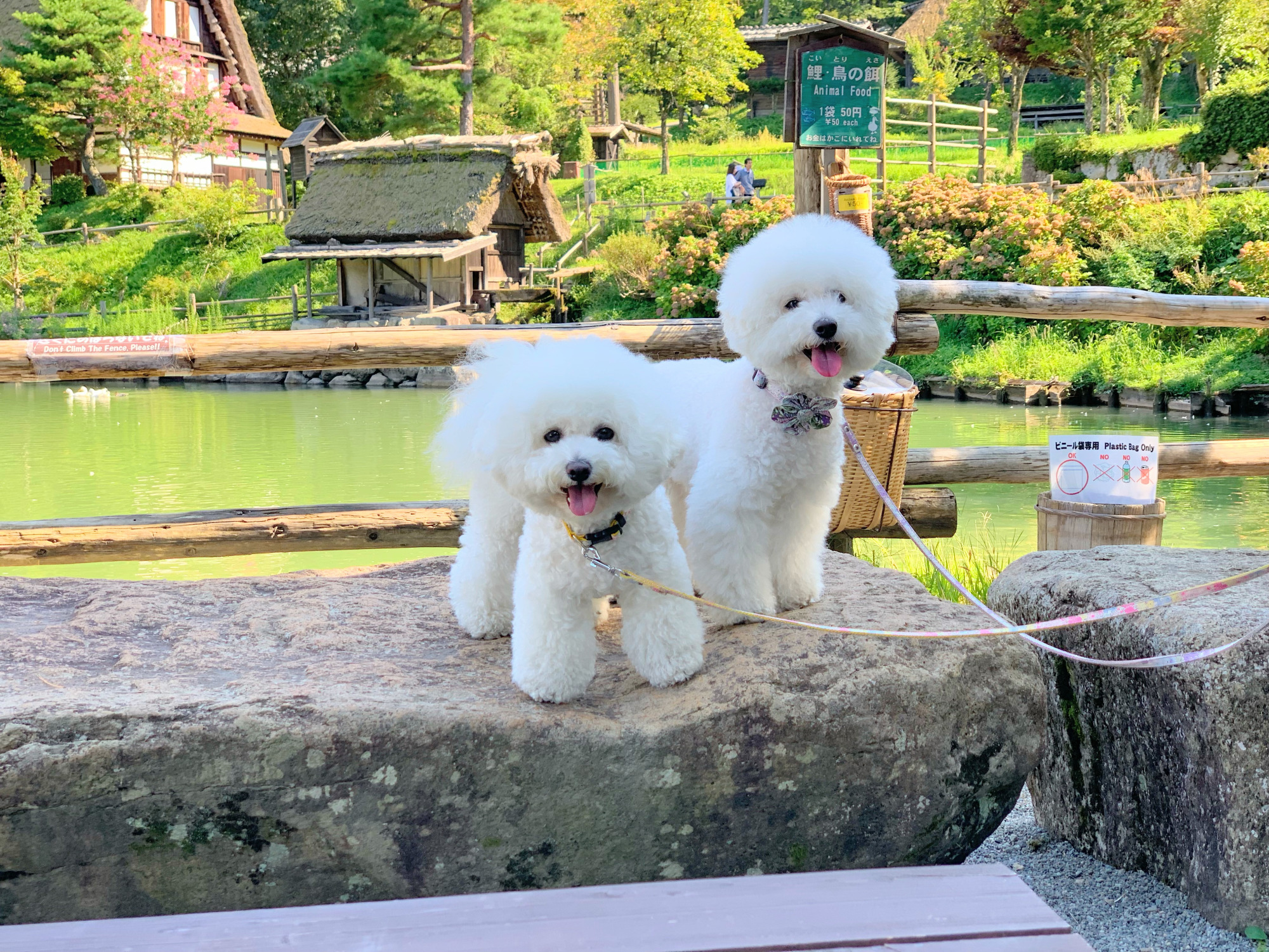 人気 高山ペットと観光