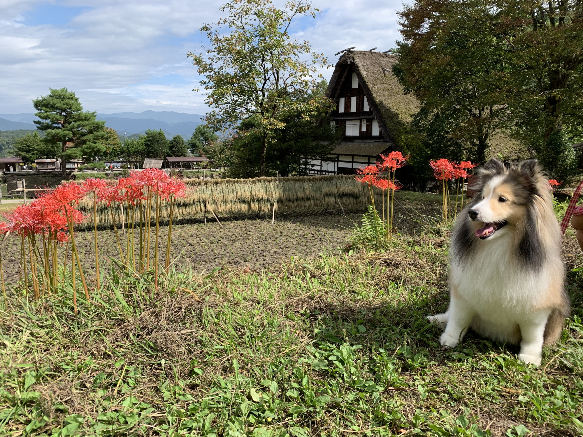 人気 高山ペットと観光