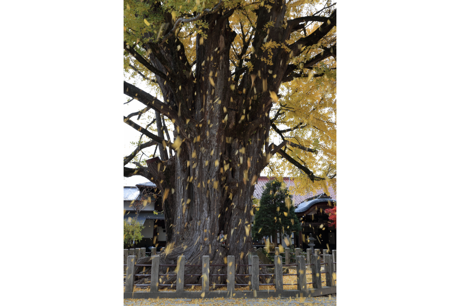 撮影地：飛騨国分寺