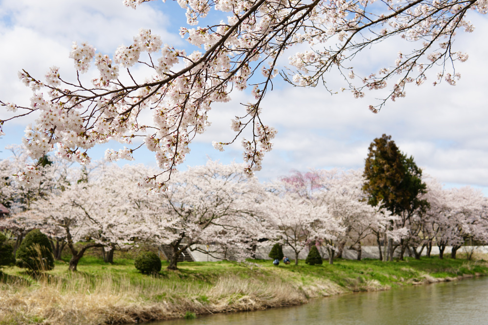 飛騨高山でお花見♪散策♪とっておきの桜スポット3選