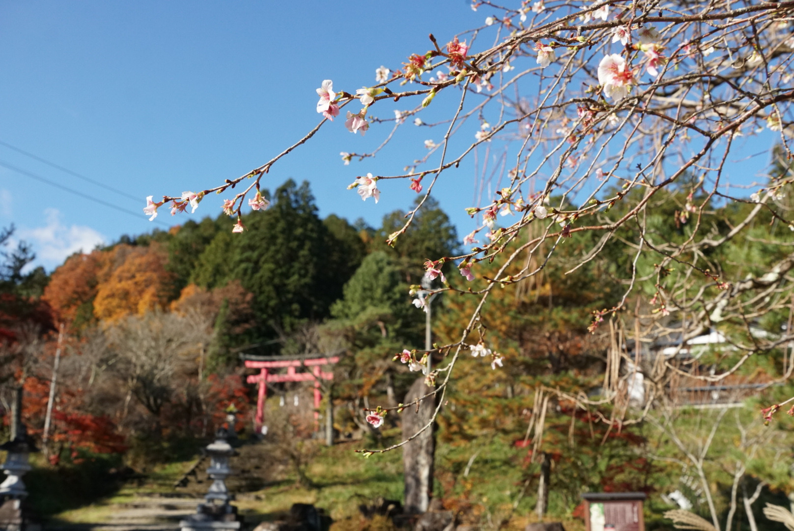 鳥居の手前の広場に咲く四季桜（2024.11撮影）