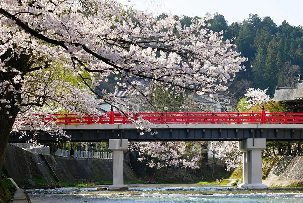 春におすすめ！高山の桜の名所を徒歩でまわるモデルコース（3時間）