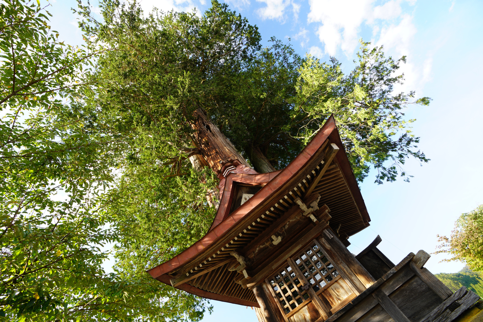 七百年もの間 朝日の地を見守り続ける七本サワラ