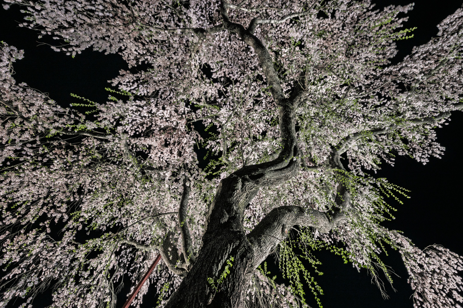 夜空いっぱいに枝を伸ばす黒川天満神社のしだれ桜