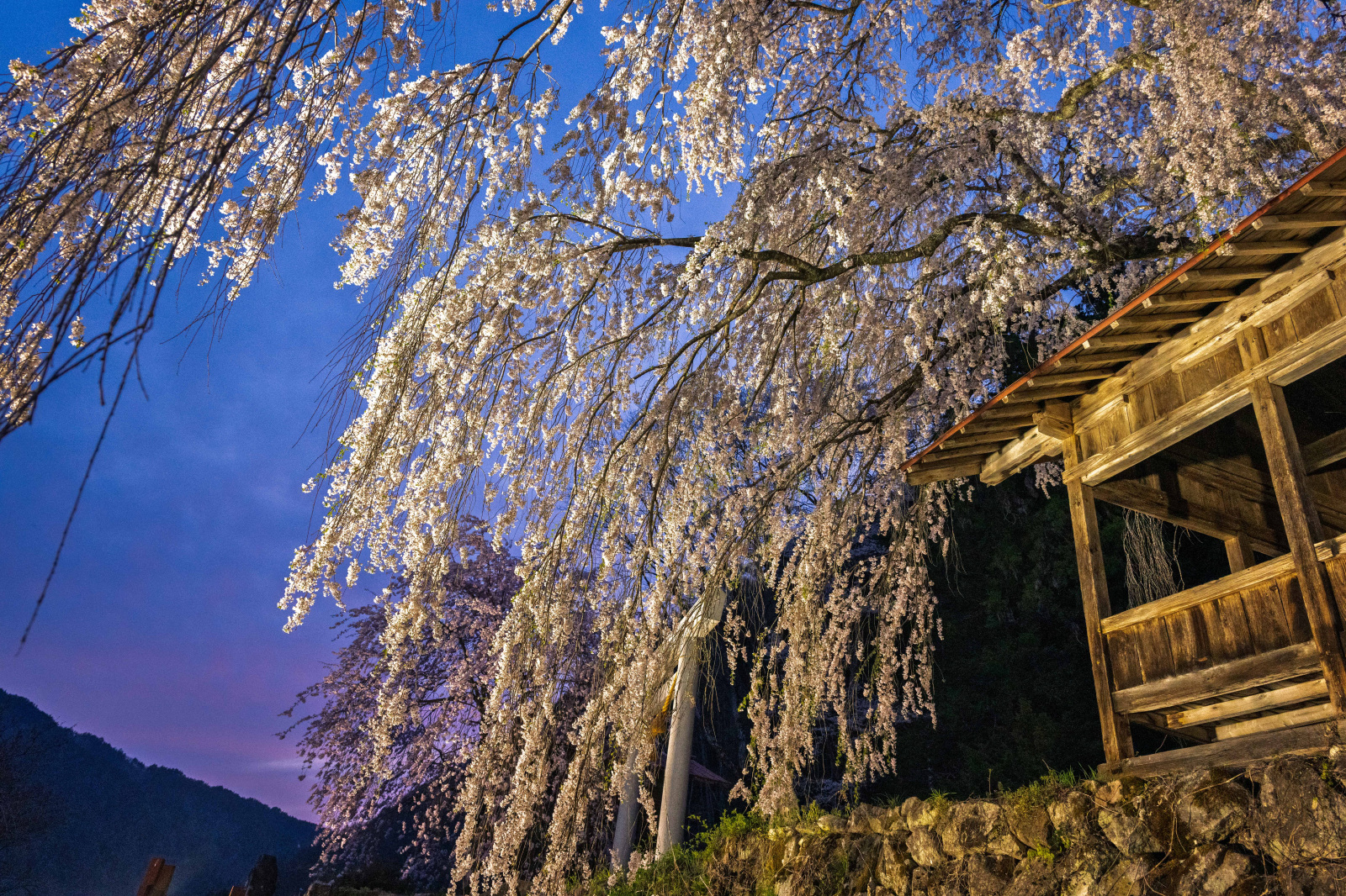 暮れなずむ空に桜花が浮かび上がる浅井神明神社のしだれ桜