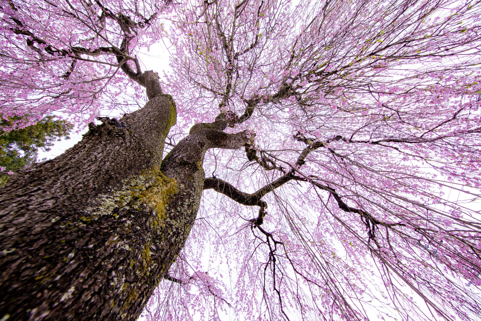 春の喜びが降り注ぐかのよう薬師堂のしだれ桜