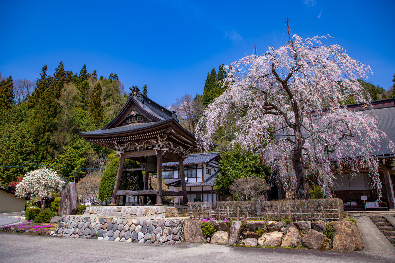 400年もの間、地域の人々を見守る宝蓮寺のしだれ桜
