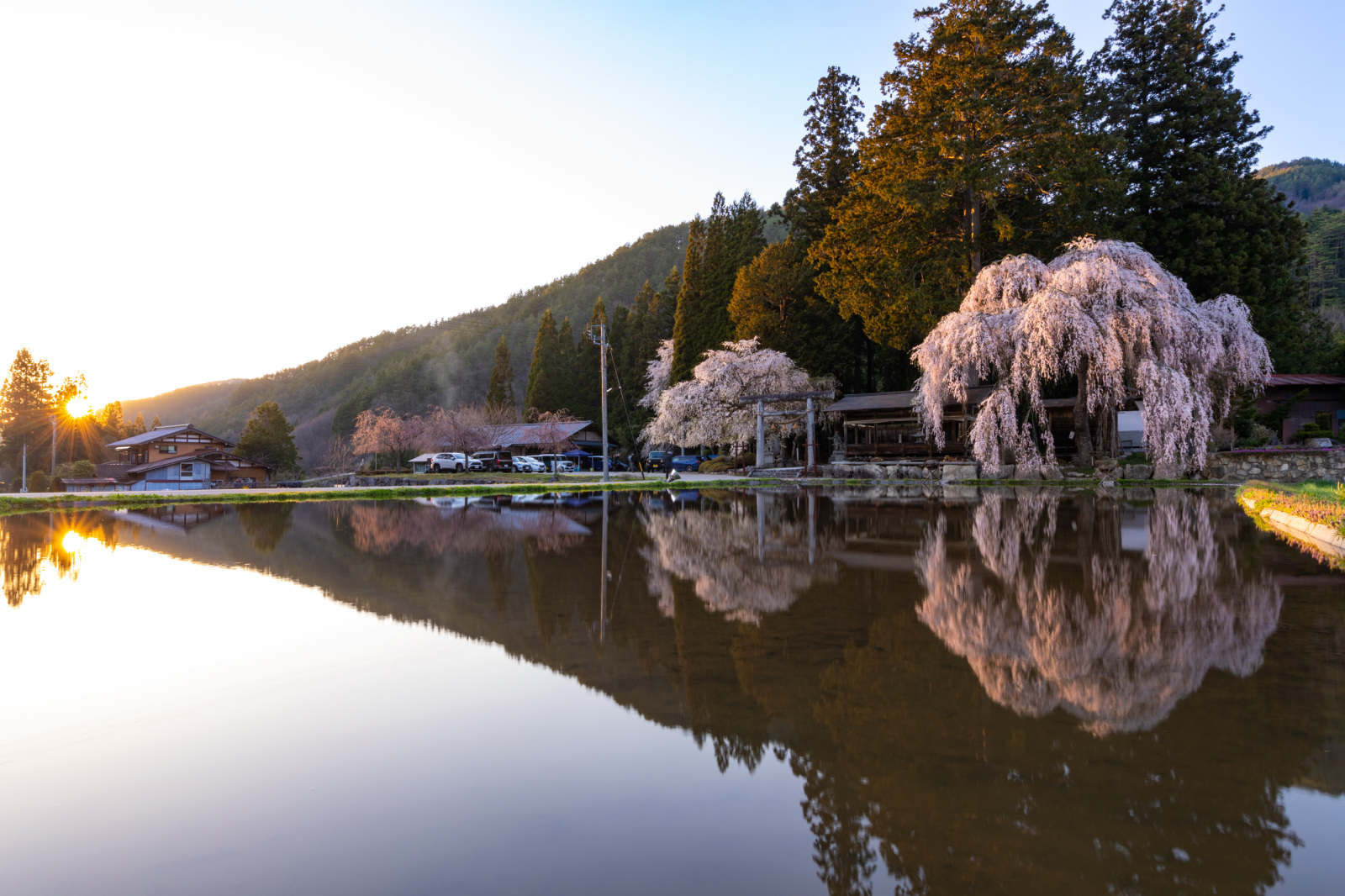 山の端に落ちる陽光と青屋神明神社のしだれ桜