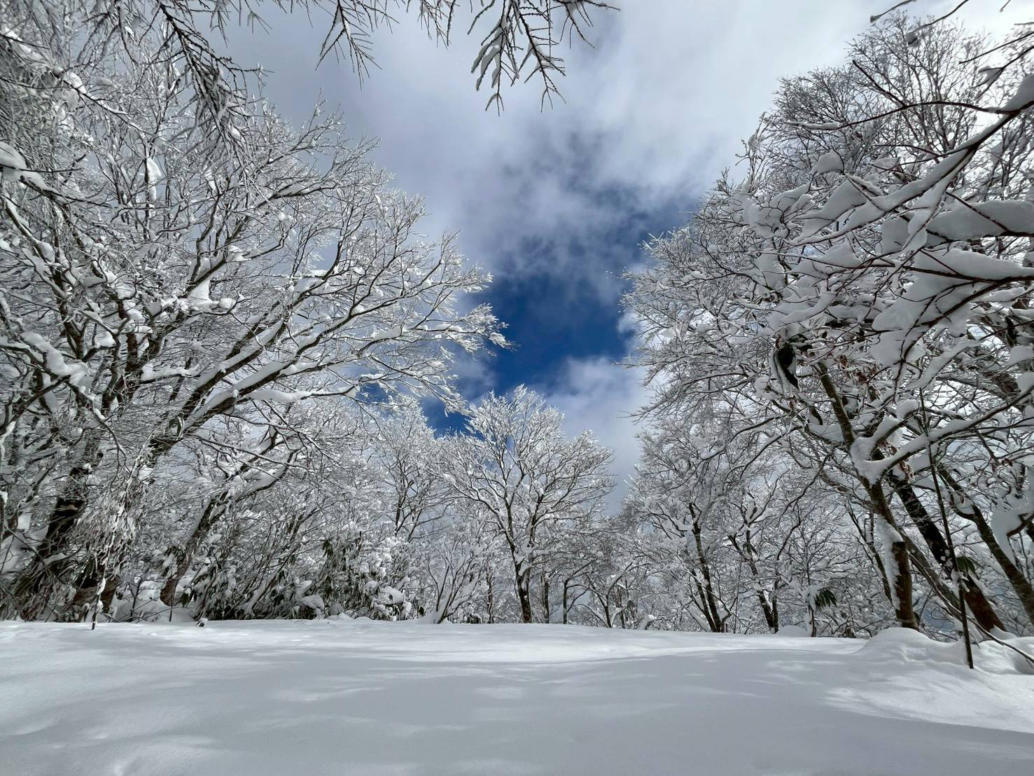 雲上のパノラマ冬の猪臥山登山