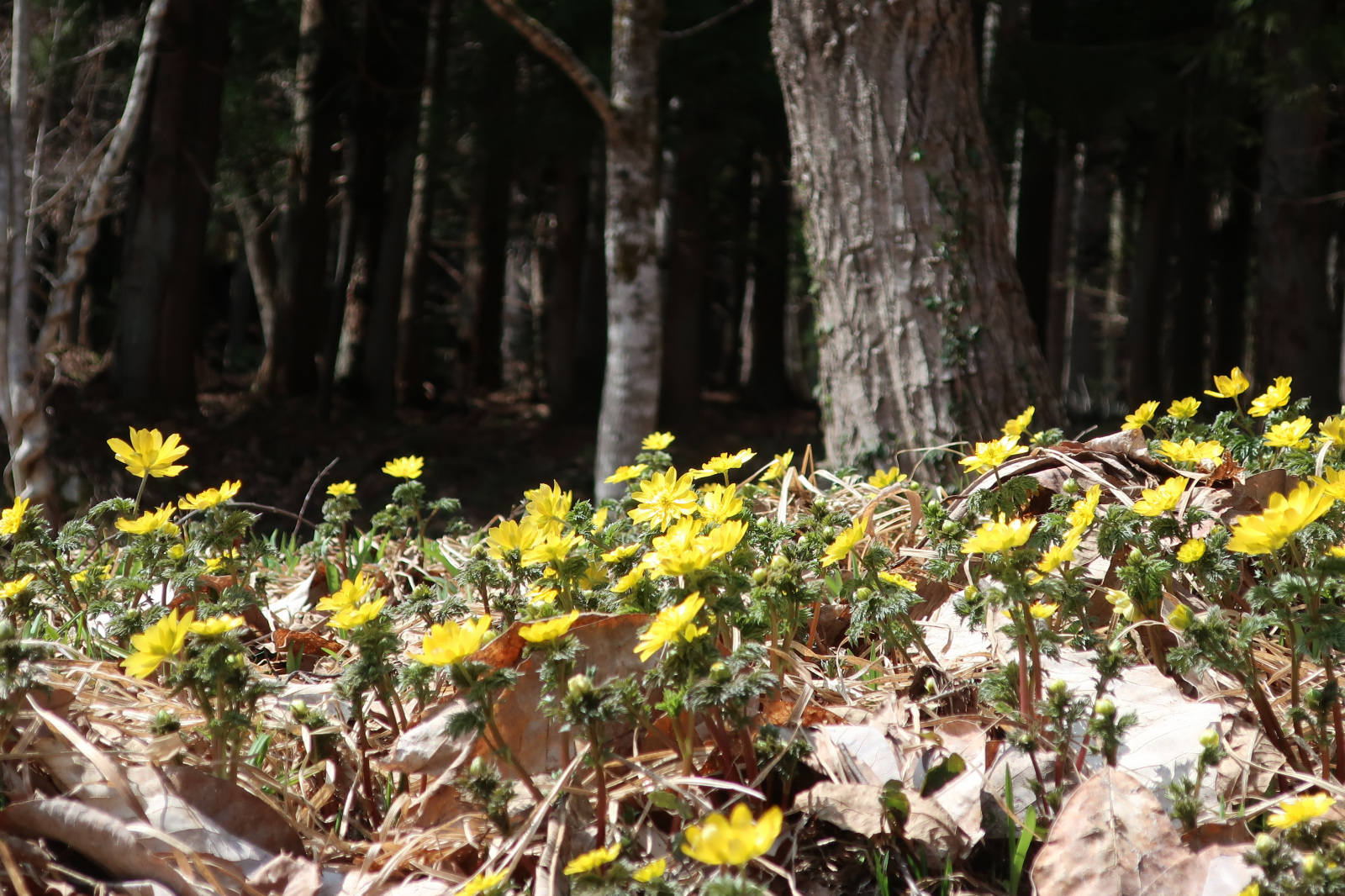 里山に春を告げる可憐な姿(例年の見頃 4月中旬~下旬)