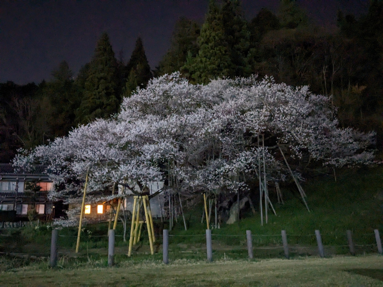 令和7年 臥龍桜開花情報