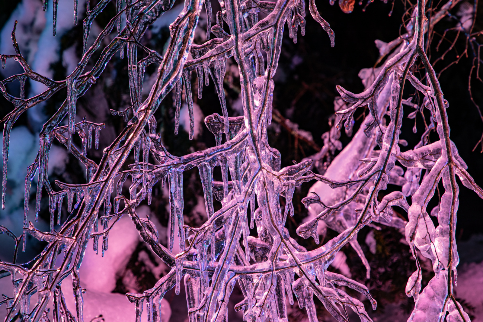 厳しい冬が作り出す氷の芸術氷点下の森