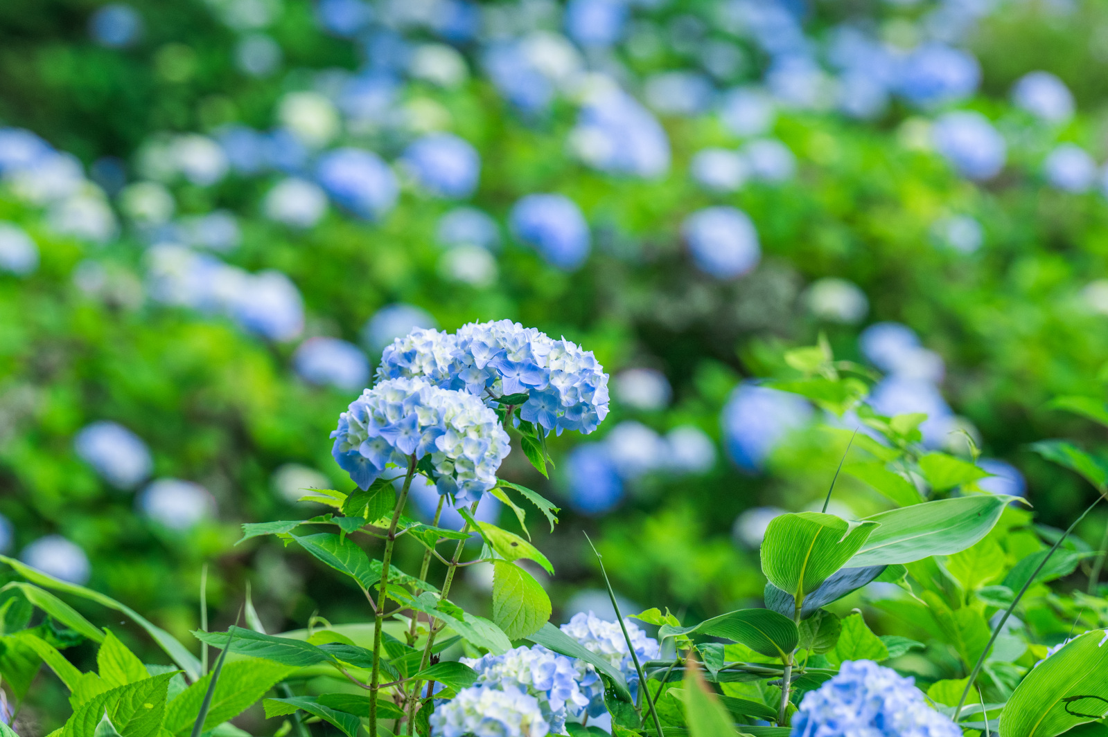 雨つぶが縁どる千光寺のアジサイ
