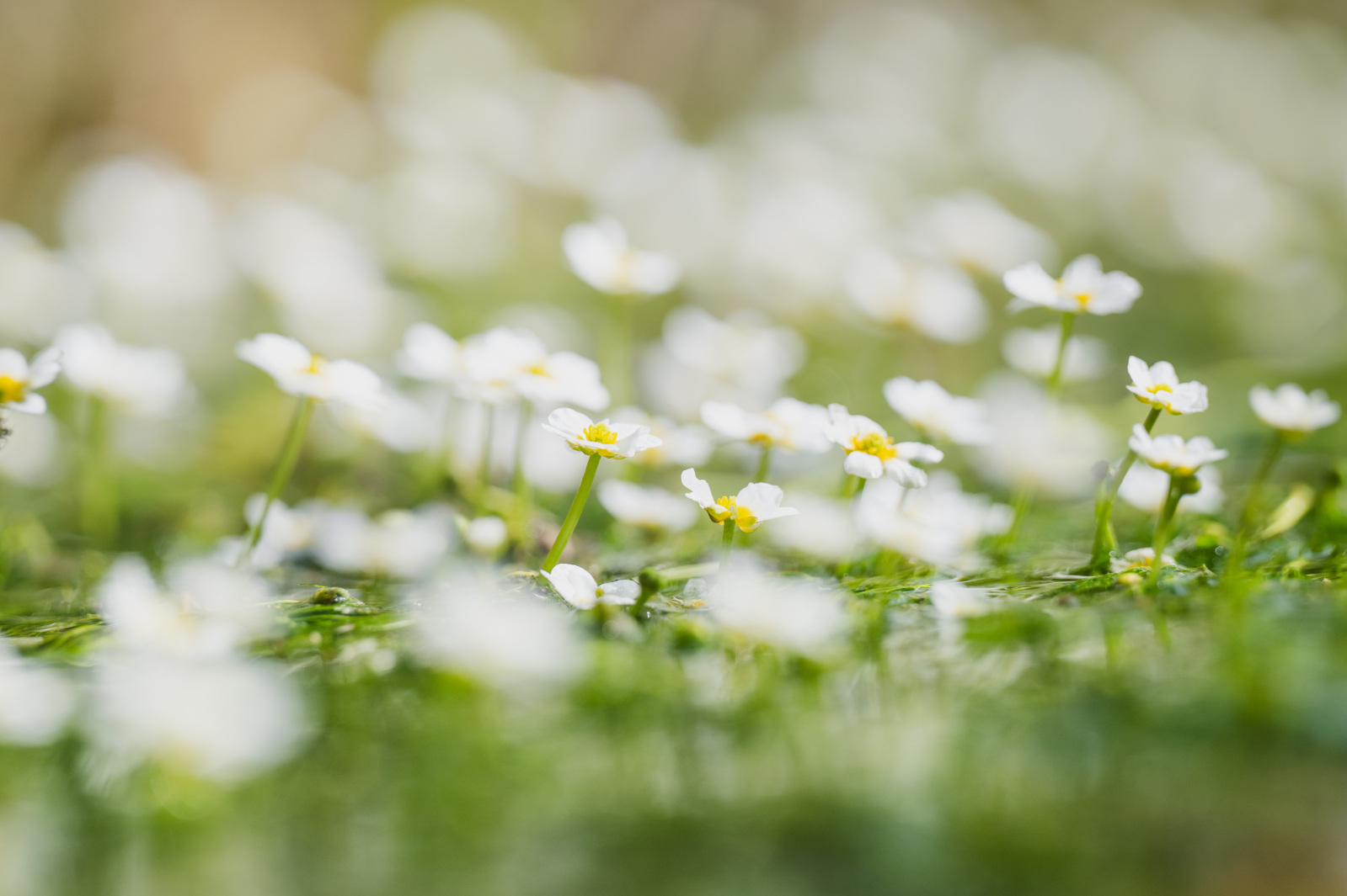 可憐な花びらが水面に揺れる常泉寺川の梅花藻(バイカモ)