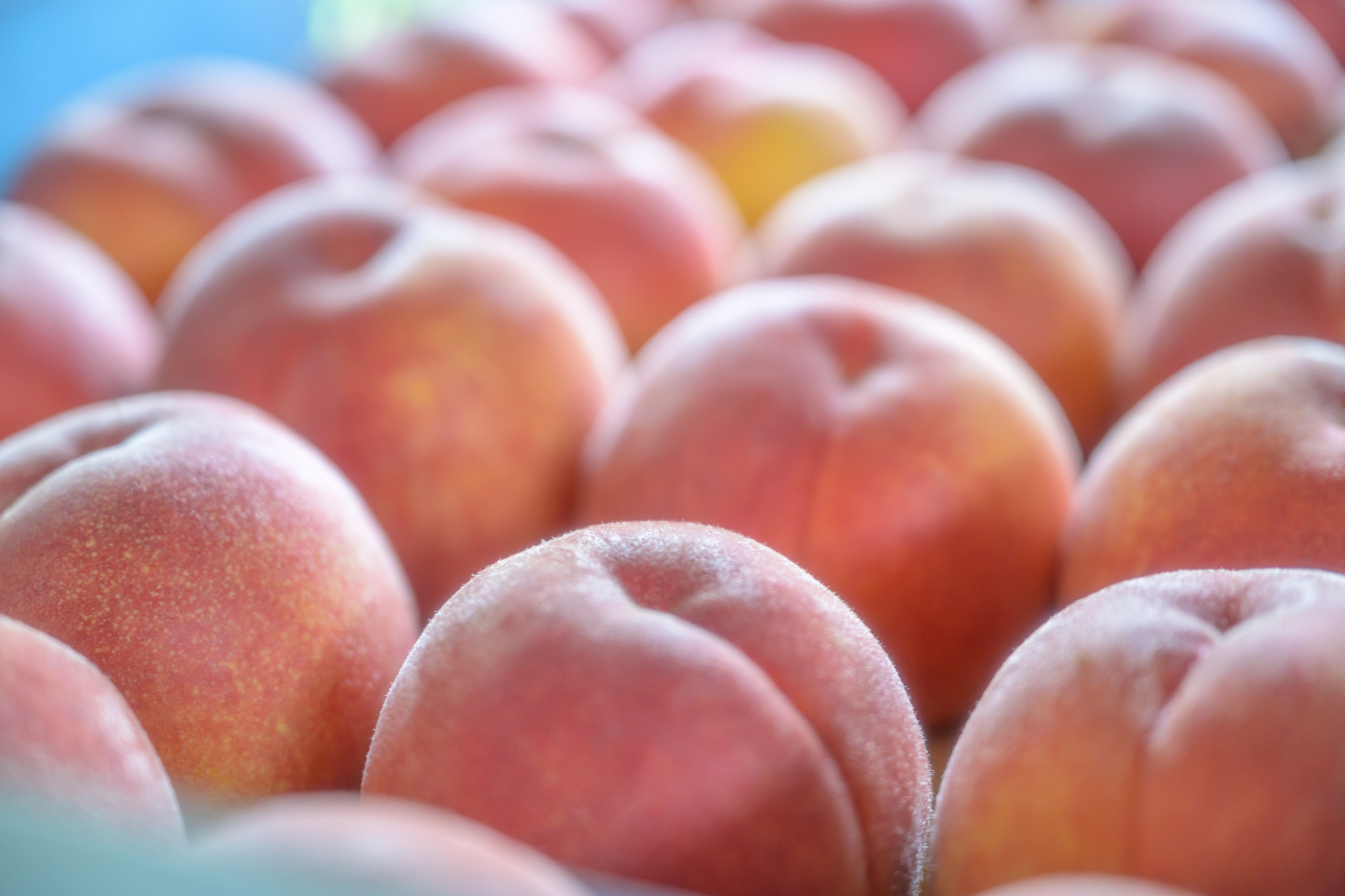 甘くて美味しい飛騨桃ただいま出荷中!