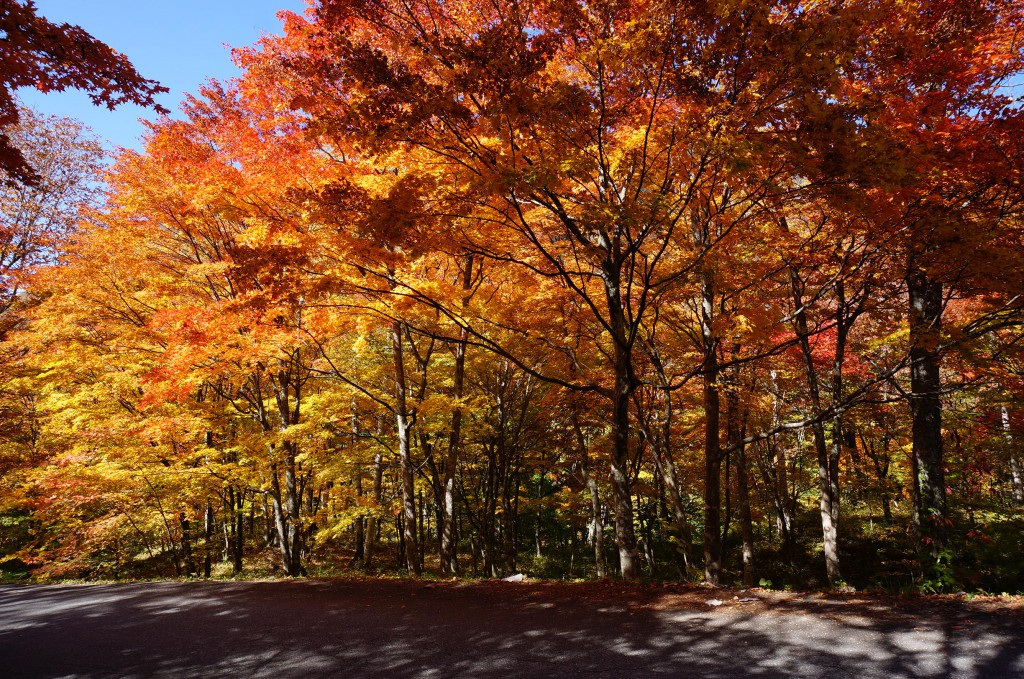 ただひたむきに赤く奥飛騨の秋