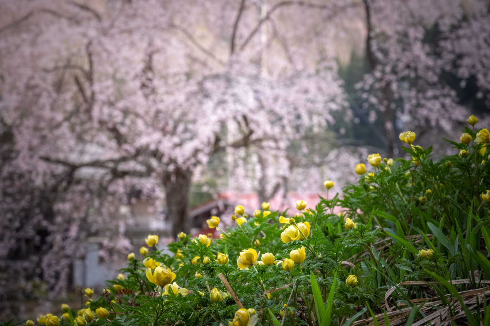 枝垂れた桜の足元にそっと咲く福寿草飛騨清見 西光寺