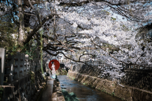 2026年 飛騨高山の桜 開花情報