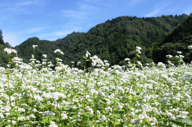 飛騨荘川のそばの花