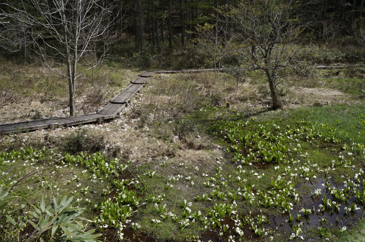 小鳥峠の水芭蕉｜スポット｜飛騨高山旅ガイド｜高山市観光公式サイト