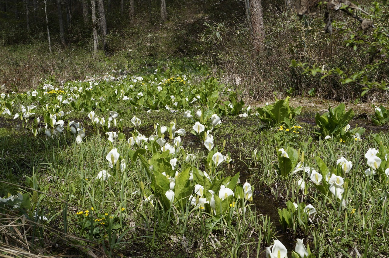 小鳥峠の水芭蕉｜スポット｜飛騨高山旅ガイド｜高山市観光公式サイト