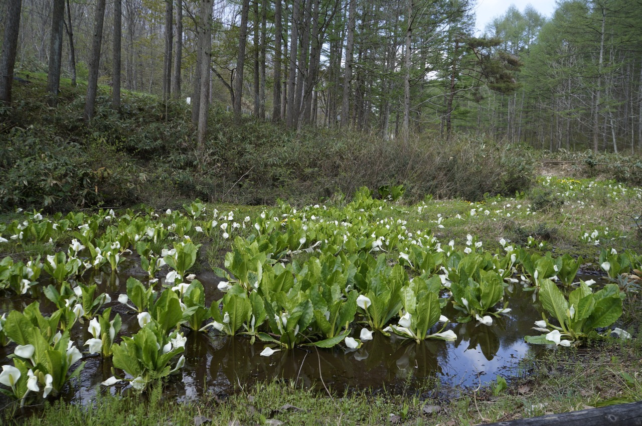 小鳥峠の水芭蕉｜スポット｜飛騨高山旅ガイド｜高山市観光公式サイト