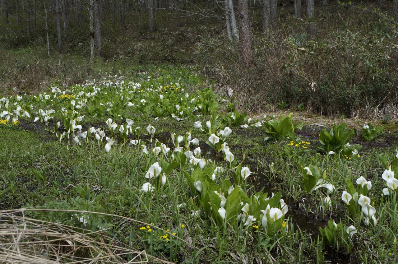 小鳥峠の水芭蕉｜スポット｜飛騨高山旅ガイド｜高山市観光公式サイト