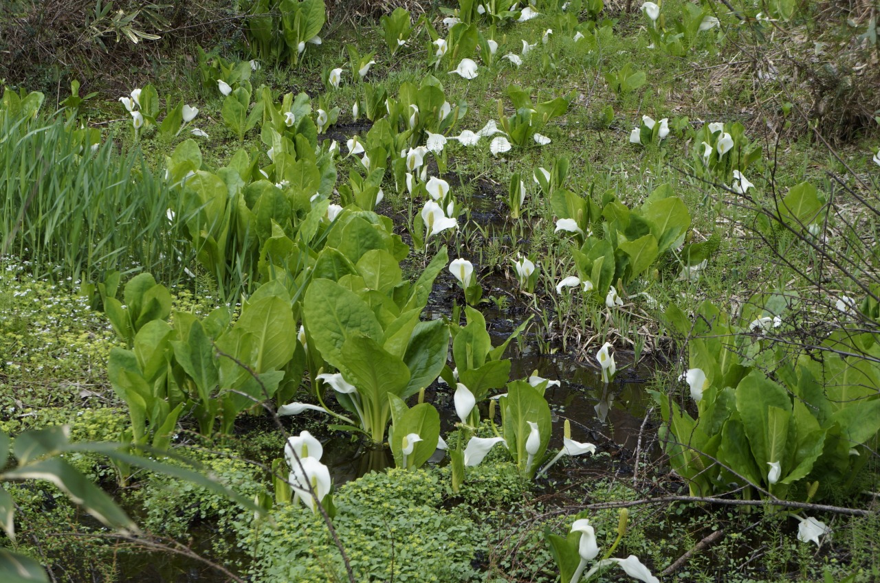 小鳥峠の水芭蕉｜スポット｜飛騨高山旅ガイド｜高山市観光公式サイト