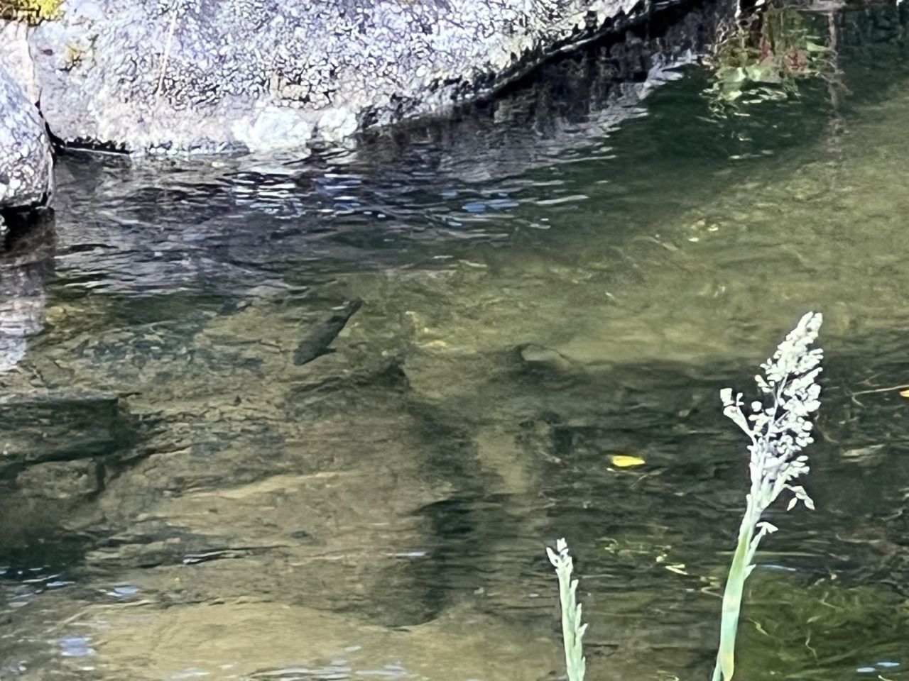 釣り堀池